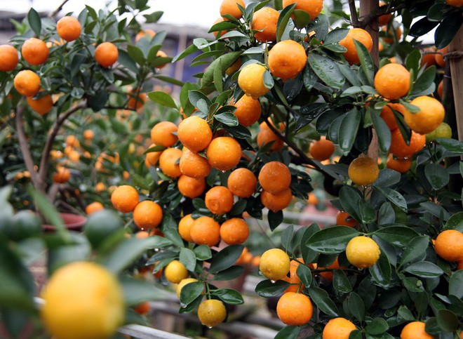 Quất khủng dáng long phụng, không bán chỉ cho thuê giá 50 triệu đồng